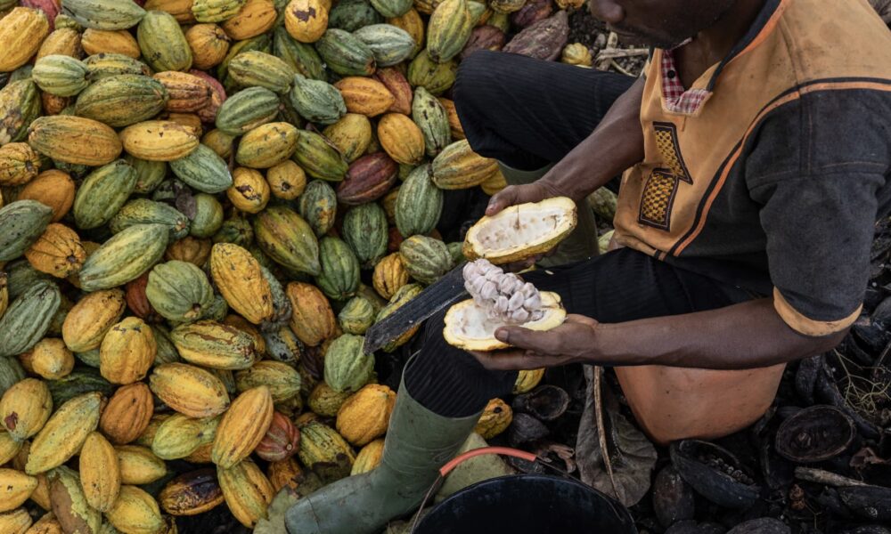 Cocoa prices plunge as investment banks warn of 'extreme' sell-off