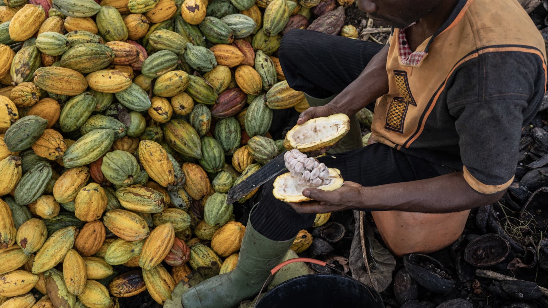 Cocoa prices plunge as investment banks warn of 'extreme' sell-off
