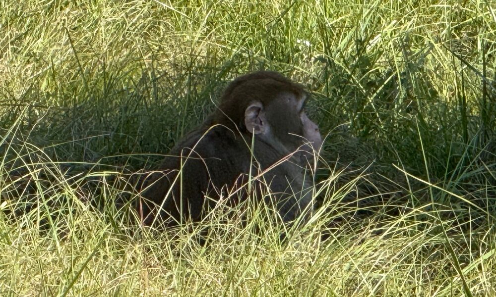 'I did what any other mother would do to protect her children': Mississippi mother wields frontier justice against escaped monkey menacing her home