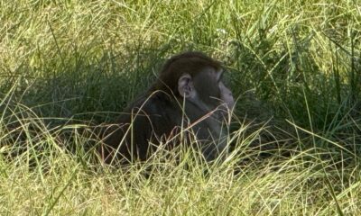 'I did what any other mother would do to protect her children': Mississippi mother wields frontier justice against escaped monkey menacing her home